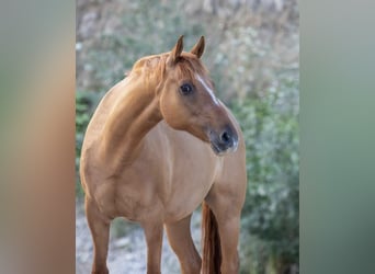 Deutsches Reitpony, Wallach, 12 Jahre, 156 cm, Red Dun