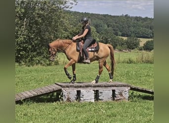 Deutsches Reitpony, Wallach, 12 Jahre, 156 cm, Red Dun