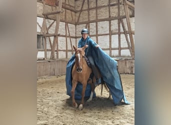Deutsches Reitpony, Wallach, 12 Jahre, 156 cm, Red Dun