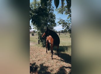 Deutsches Reitpony, Wallach, 12 Jahre, Brauner