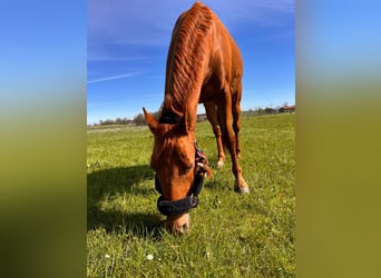Deutsches Reitpony, Wallach, 12 Jahre