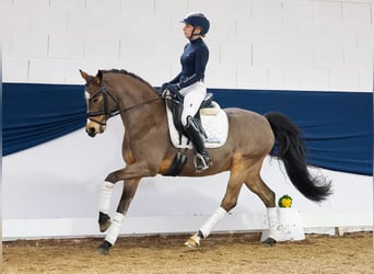 Deutsches Reitpony, Wallach, 12 Jahre, Falbe