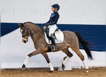 Deutsches Reitpony, Wallach, 12 Jahre, Falbe