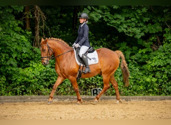 Deutsches Reitpony, Wallach, 12 Jahre, Fuchs