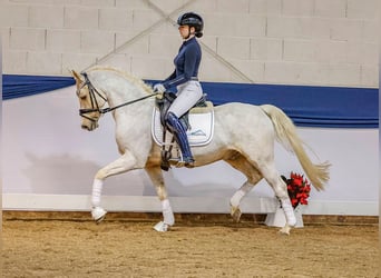 Deutsches Reitpony, Wallach, 12 Jahre, Palomino