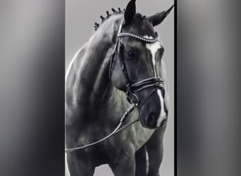 Deutsches Reitpony, Wallach, 12 Jahre, Rappe