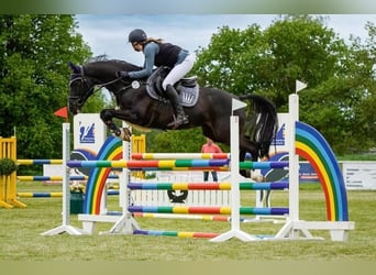 Deutsches Reitpony, Wallach, 12 Jahre, Rappe