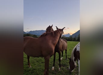 Deutsches Reitpony, Wallach, 12 Jahre