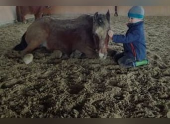 Deutsches Reitpony Mix, Wallach, 13 Jahre, 125 cm, Brauner