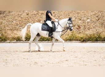 Deutsches Reitpony, Wallach, 13 Jahre, 130 cm, Schimmel