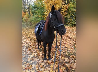 Deutsches Reitpony Mix, Wallach, 13 Jahre, 134 cm, Rappe