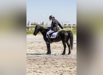 Deutsches Reitpony, Wallach, 13 Jahre, 135 cm, Rappe