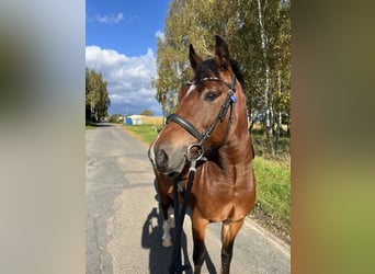 Deutsches Reitpony Mix, Wallach, 13 Jahre, 139 cm, Brauner