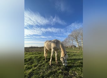 Deutsches Reitpony, Wallach, 13 Jahre, 140 cm, Apfelschimmel