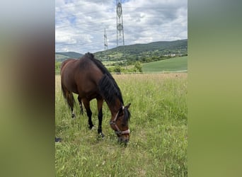 Deutsches Reitpony, Wallach, 13 Jahre, 140 cm, Brauner
