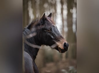 Deutsches Reitpony, Wallach, 13 Jahre, 140 cm, Brauner