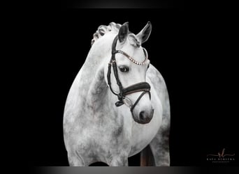 Deutsches Reitpony, Wallach, 13 Jahre, 142 cm, Apfelschimmel