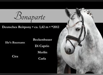 Deutsches Reitpony, Wallach, 13 Jahre, 142 cm, Apfelschimmel