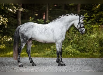 Deutsches Reitpony, Wallach, 13 Jahre, 142 cm, Apfelschimmel