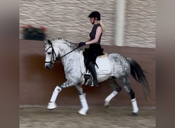 Deutsches Reitpony, Wallach, 13 Jahre, 142 cm, Apfelschimmel