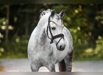 Deutsches Reitpony, Wallach, 13 Jahre, 142 cm, Apfelschimmel