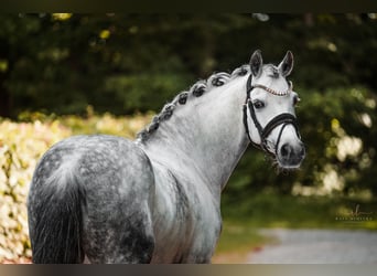 Deutsches Reitpony, Wallach, 13 Jahre, 142 cm, Apfelschimmel