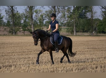 Deutsches Reitpony, Wallach, 13 Jahre, 142 cm, Schwarzbrauner