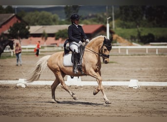 Deutsches Reitpony, Wallach, 13 Jahre, 144 cm, Palomino