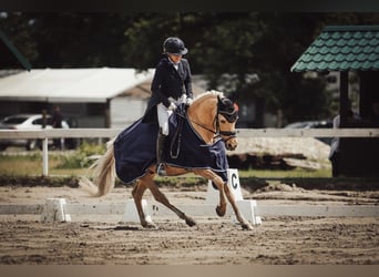 Deutsches Reitpony, Wallach, 13 Jahre, 144 cm, Palomino