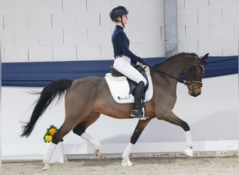 Deutsches Reitpony, Wallach, 13 Jahre, 146 cm, Brauner