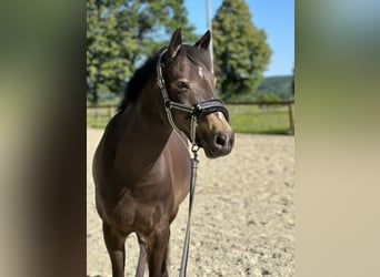 Deutsches Reitpony, Wallach, 13 Jahre, 146 cm, Buckskin