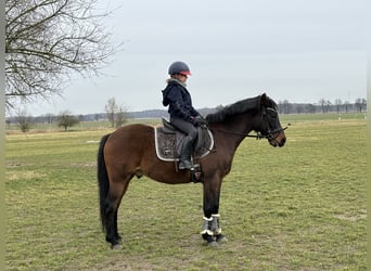 Deutsches Reitpony, Wallach, 13 Jahre, 146 cm, Dunkelbrauner