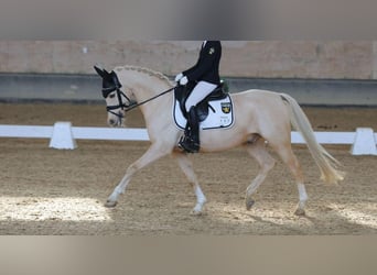 Deutsches Reitpony, Wallach, 13 Jahre, 146 cm, Palomino