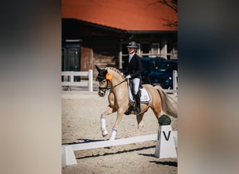 Deutsches Reitpony, Wallach, 13 Jahre, 146 cm, Palomino