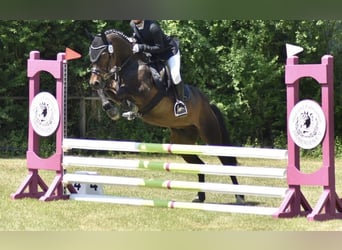Deutsches Reitpony, Wallach, 13 Jahre, 146 cm, Schwarzbrauner