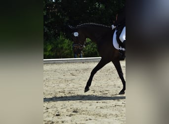 Deutsches Reitpony, Wallach, 13 Jahre, 146 cm, Schwarzbrauner