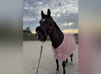 Deutsches Reitpony, Wallach, 13 Jahre, 147 cm, Brauner