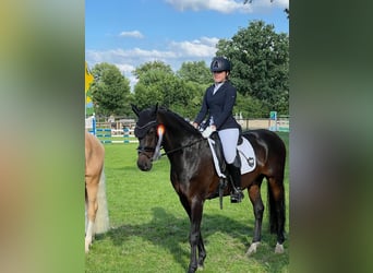 Deutsches Reitpony, Wallach, 13 Jahre, 147 cm, Dunkelbrauner