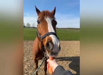 Deutsches Reitpony, Wallach, 13 Jahre, 147 cm, Fuchs