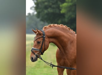 Deutsches Reitpony, Wallach, 13 Jahre, 147 cm, Fuchs