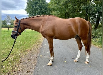 Deutsches Reitpony, Wallach, 13 Jahre, 147 cm, Fuchs