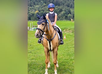 Deutsches Reitpony, Wallach, 13 Jahre, 147 cm, Palomino