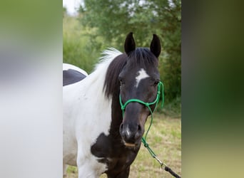 Deutsches Reitpony, Wallach, 13 Jahre, 147 cm, Schecke