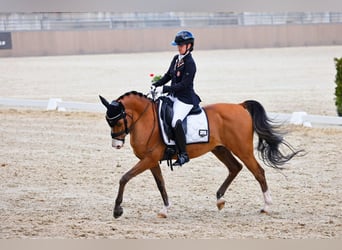 Deutsches Reitpony, Wallach, 13 Jahre, 148 cm, Brauner