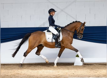 Deutsches Reitpony, Wallach, 13 Jahre, 148 cm, Brauner