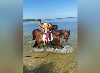 Deutsches Reitpony, Wallach, 13 Jahre, 148 cm, Brauner