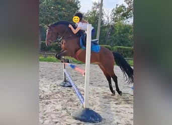 Deutsches Reitpony, Wallach, 13 Jahre, 148 cm, Brauner