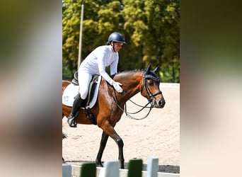 Deutsches Reitpony, Wallach, 13 Jahre, 148 cm, Brauner