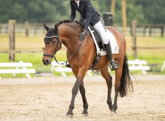 Deutsches Reitpony, Wallach, 13 Jahre, 148 cm, Brauner