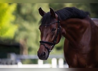 Deutsches Reitpony, Wallach, 13 Jahre, 148 cm, Brauner